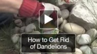 How to get Rid of Dandelions