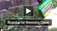 Roundup for Removing Clover
